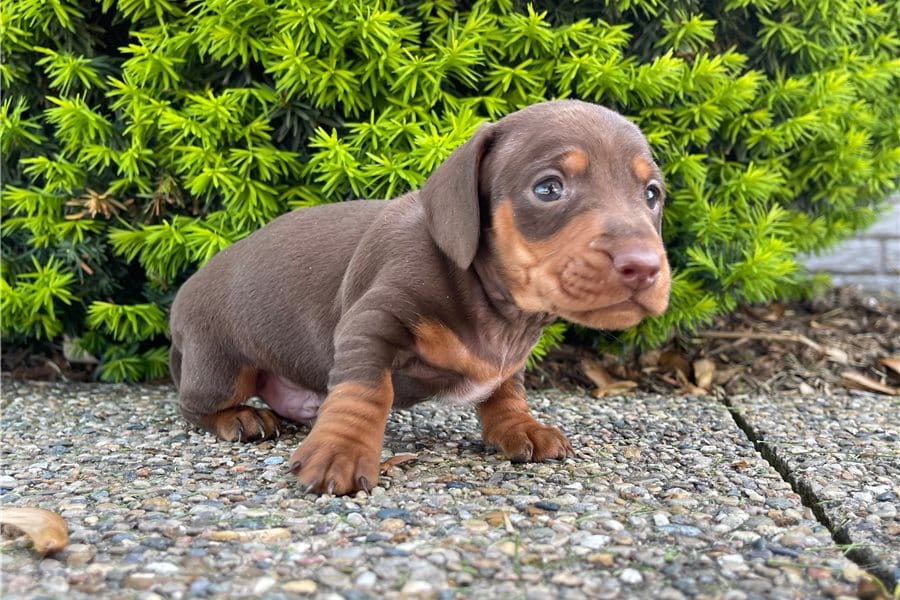 Tweenie Dachshund
