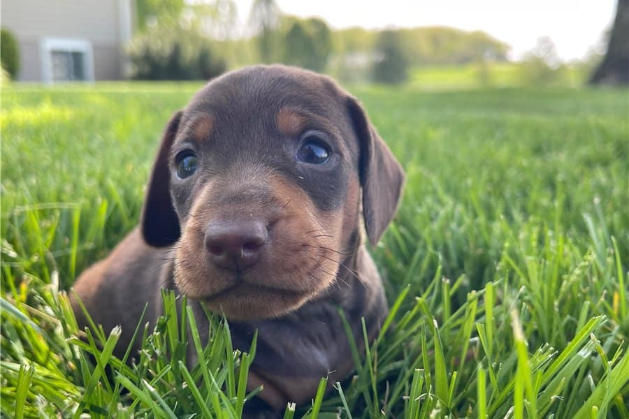 Tweenie Dachshund