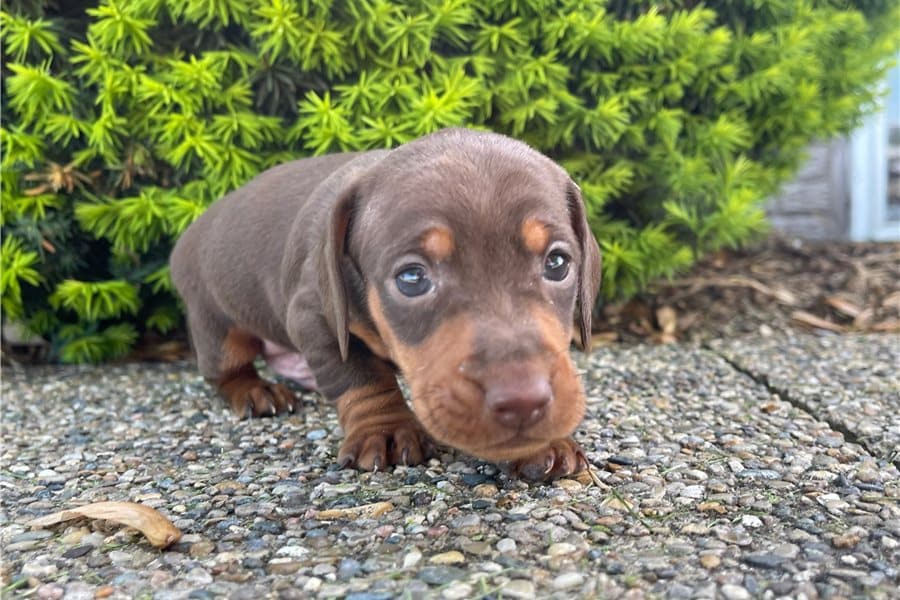 Tweenie Dachshund