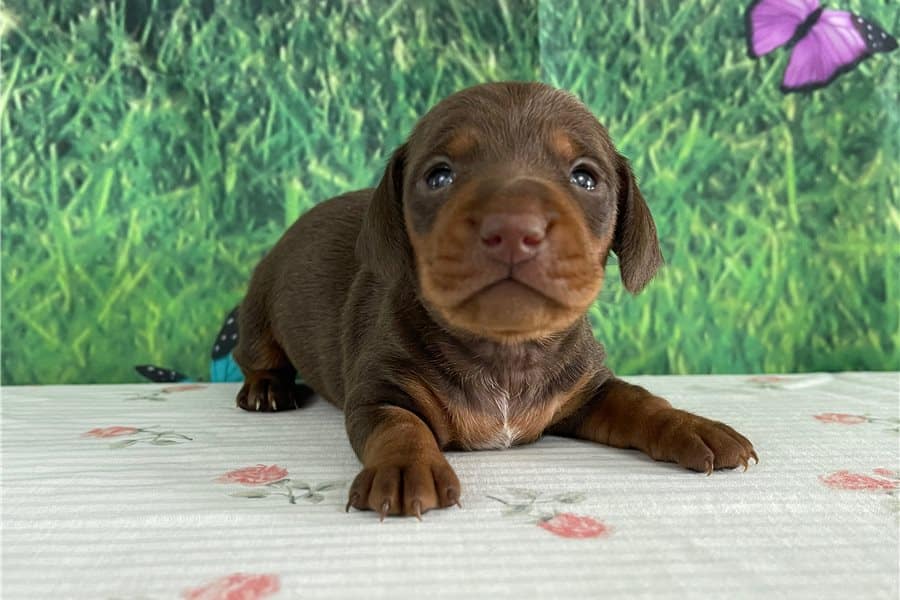 Tweenie Dachshund