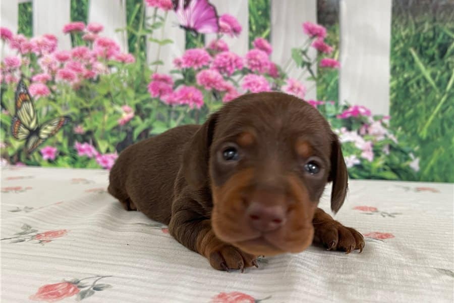 Tweenie Dachshund