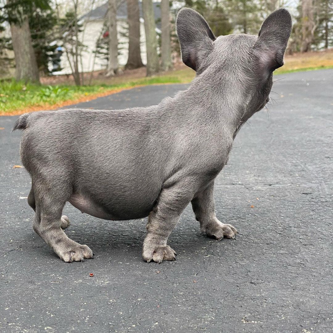 Blue French bulldog