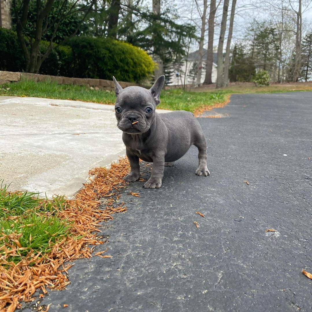 Blue French bulldog
