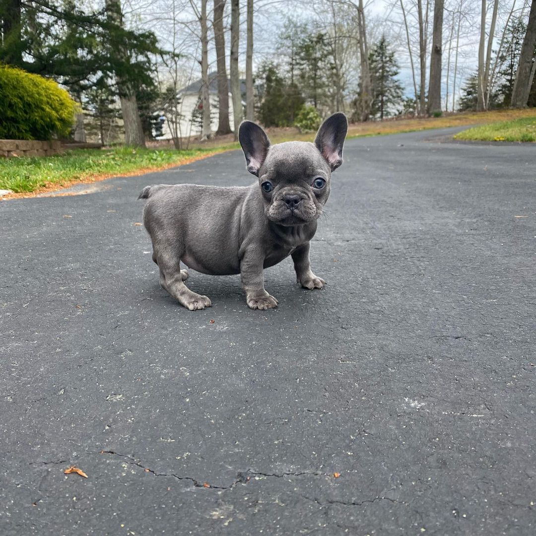 Blue French bulldog