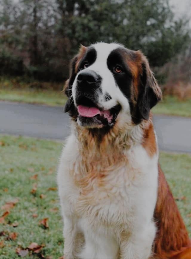 Purebred Saint Bernard Female 1 year old
