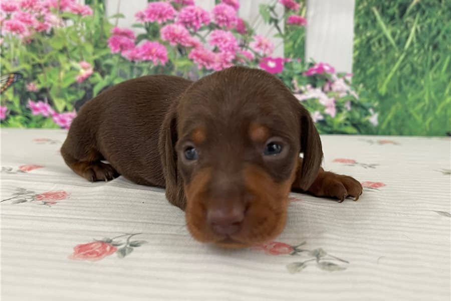Tweenie Dachshund