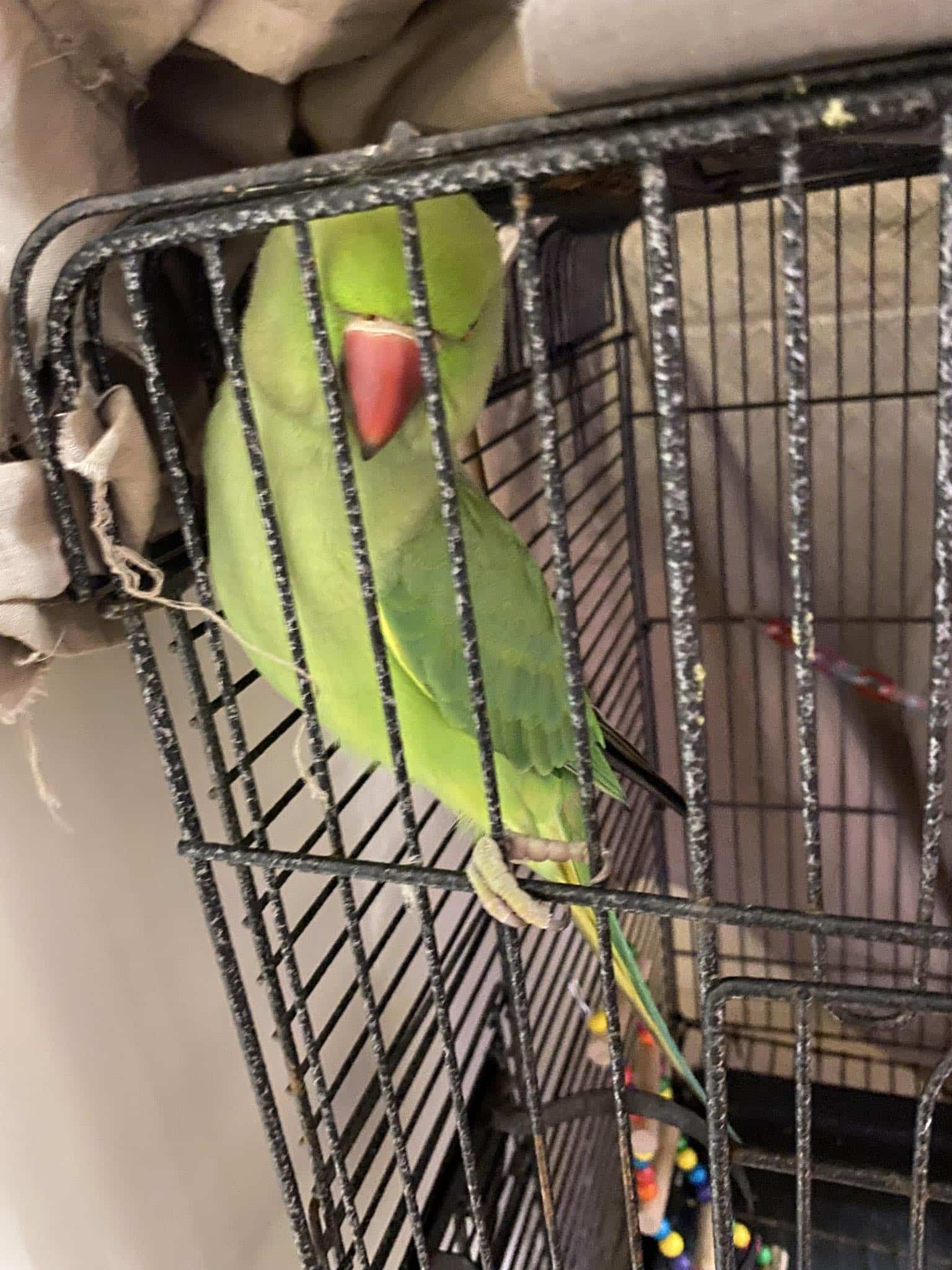 Very Intelligent Indian Ring Neck parrot