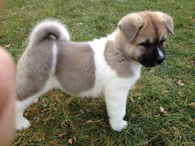 Akita puppies available for sale 💯
