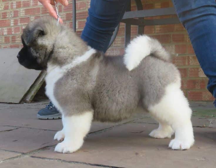 Akita puppies available for sale 💯