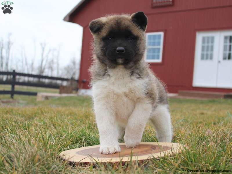 Akita puppies available for sale 💯