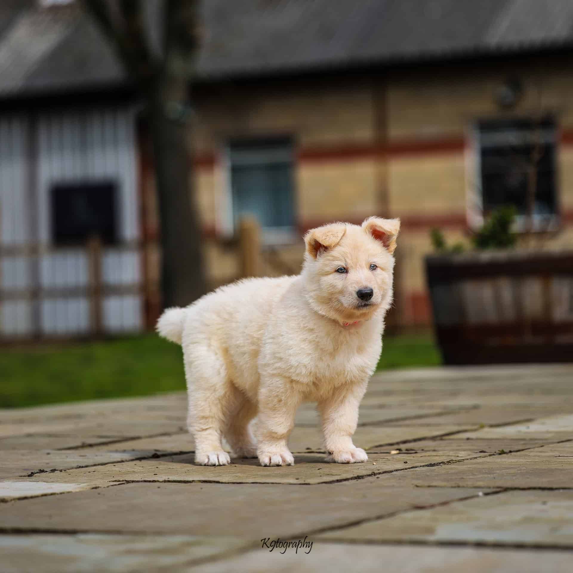 AKC registered German Shepherd Puppies