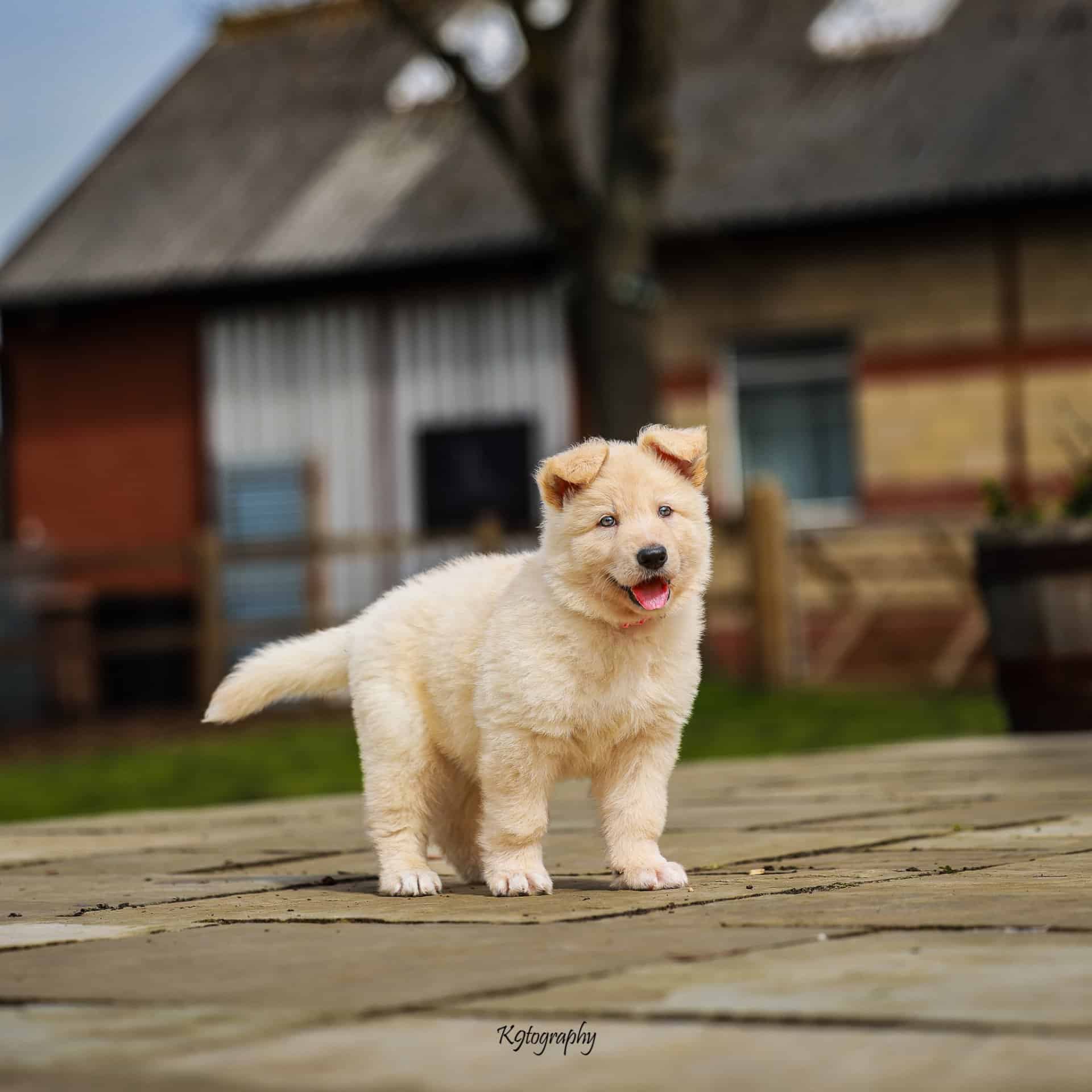 AKC registered German Shepherd Puppies