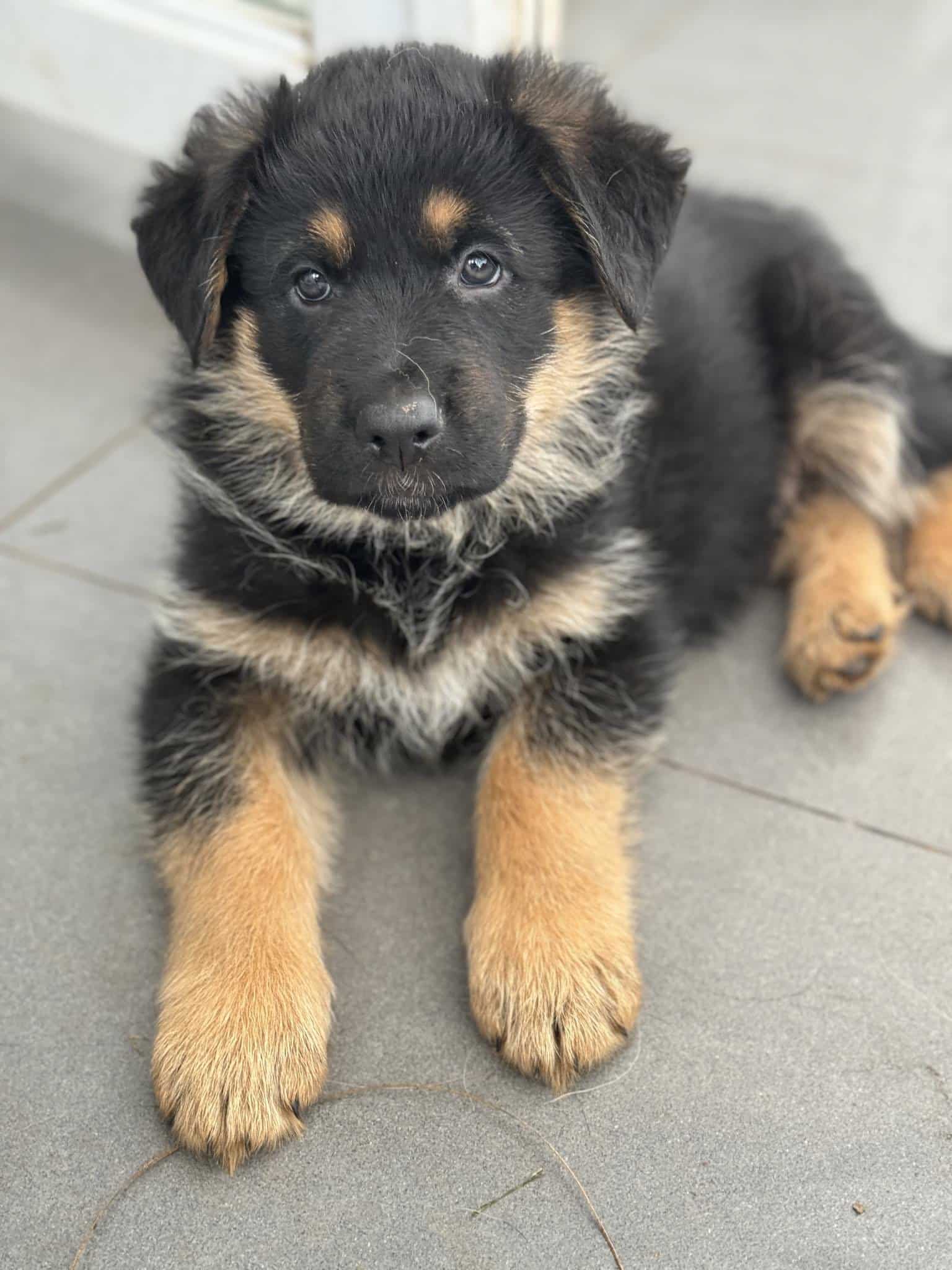 AKC registered German Shepherd Puppies