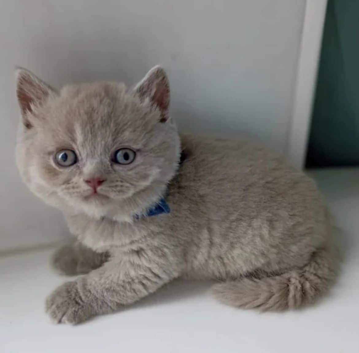 324 Tinkerbell British shorthair male kitten
