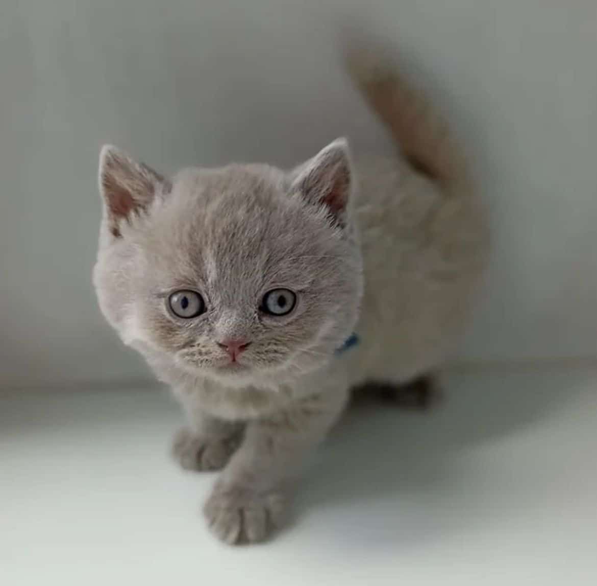 324 Tinkerbell British shorthair male kitten