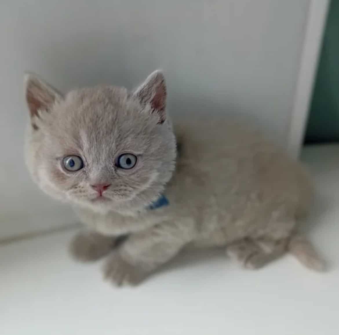 324 Tinkerbell British shorthair male kitten