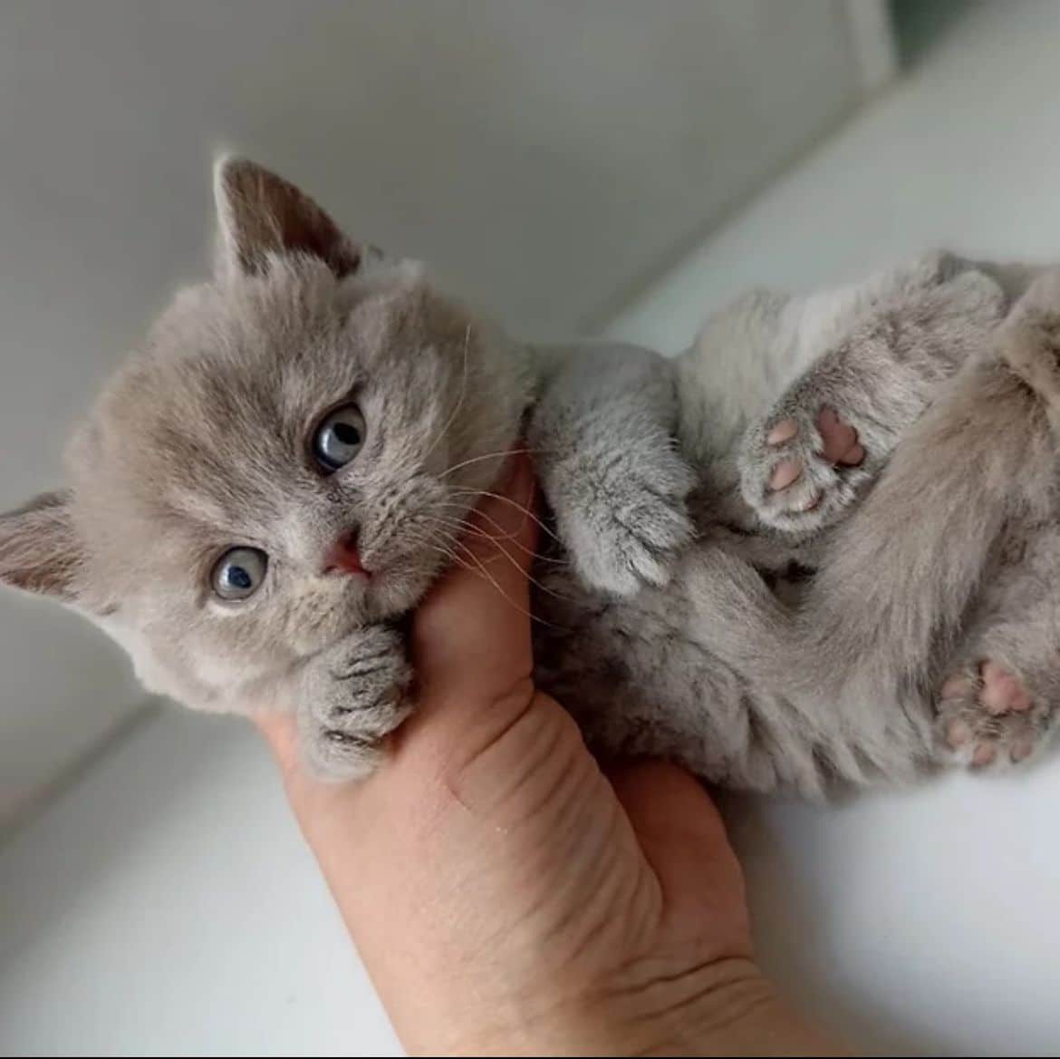 324 Tinkerbell British shorthair male kitten