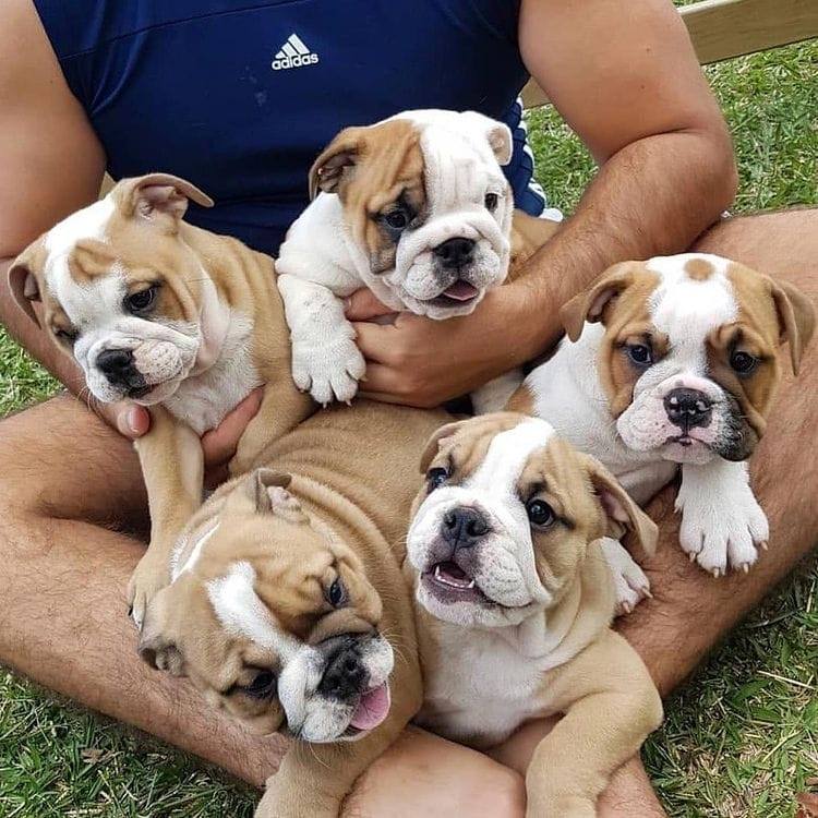 kc registered English Bulldog puppies