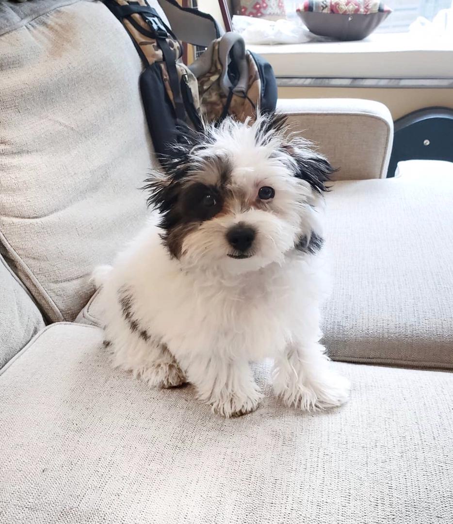 The little Tea-cup Maltipoo puppy is looking for his home.