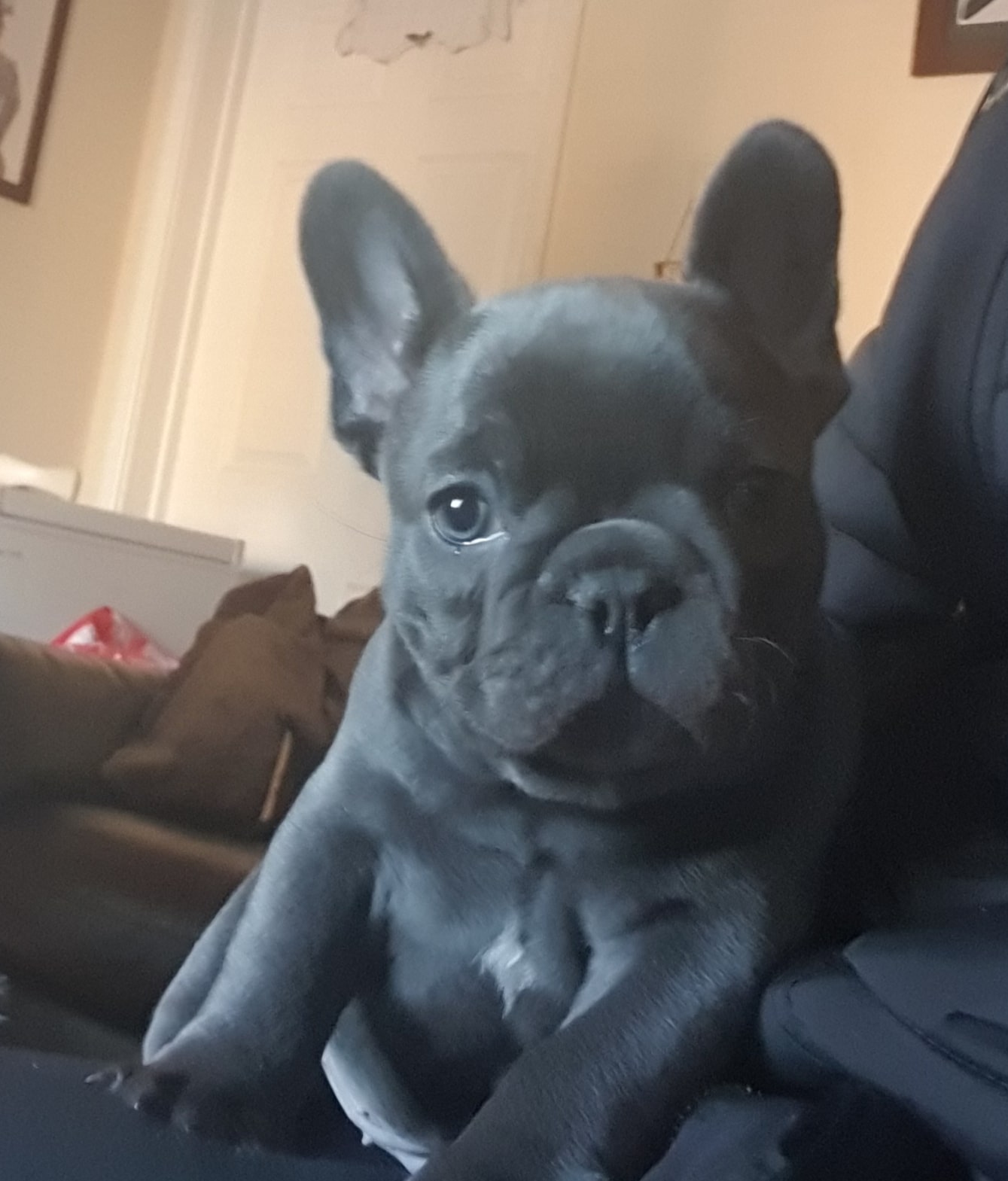 Blue French Bulldog Puppies Ready Now
