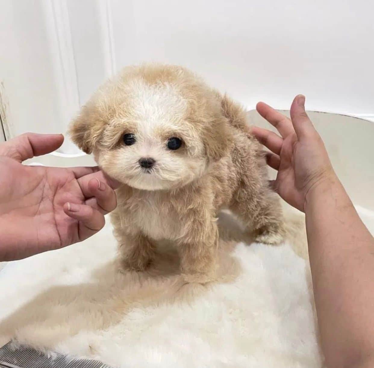 The little Tea-cup Maltipoo puppy is looking for his home.