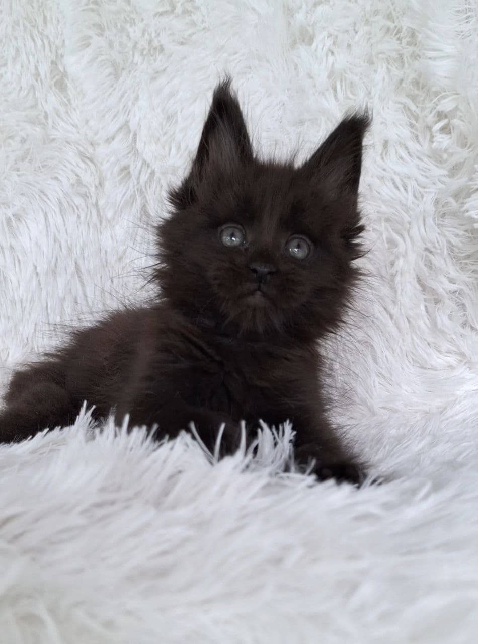 Hansom Maine coon Martin