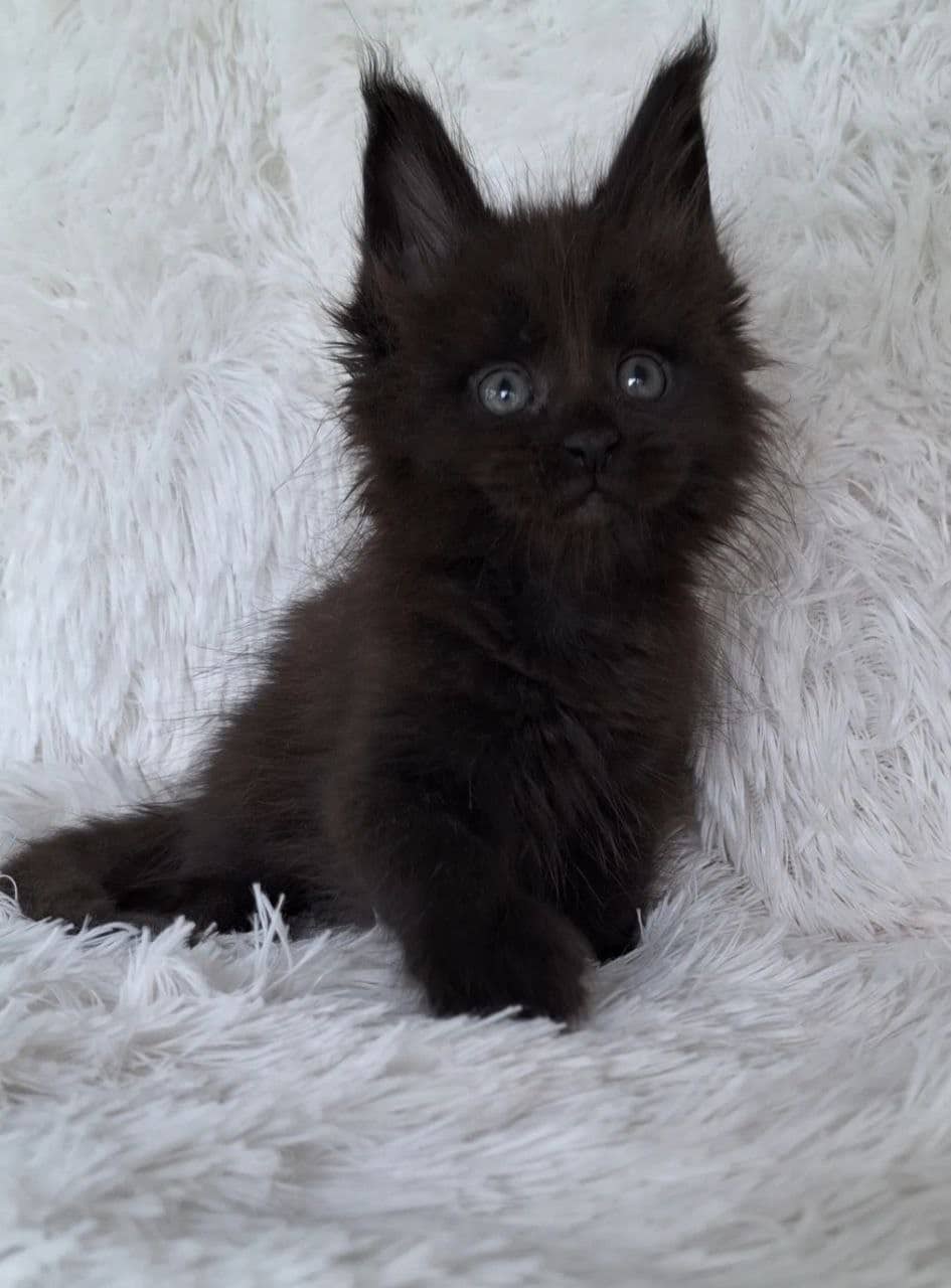 Hansom Maine coon Martin