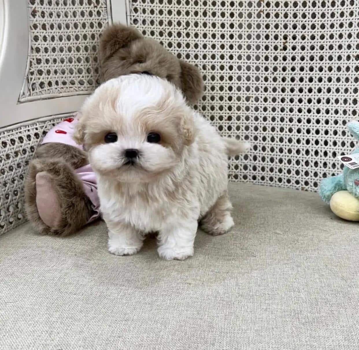 Meet the Maltipoo