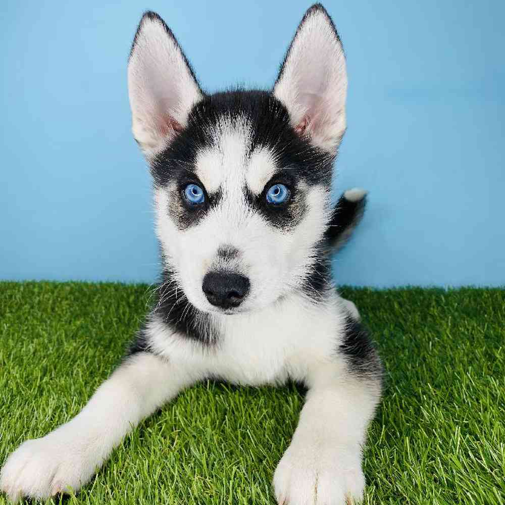 Siberian Husky puppies for sale
