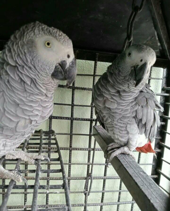 African grey parrots for sale