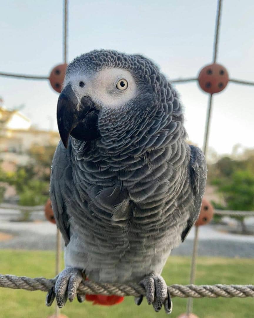 African grey parrots for sale
