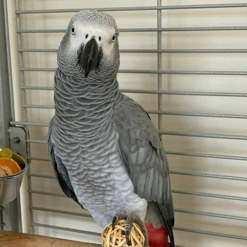 African grey parrots for sale