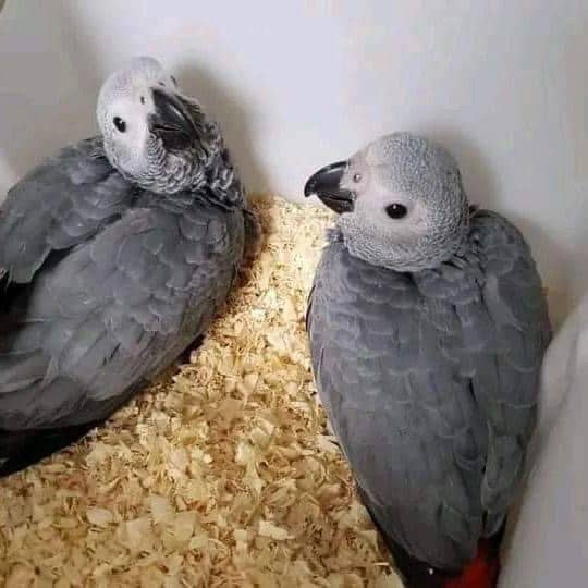 African grey parrots for sale
