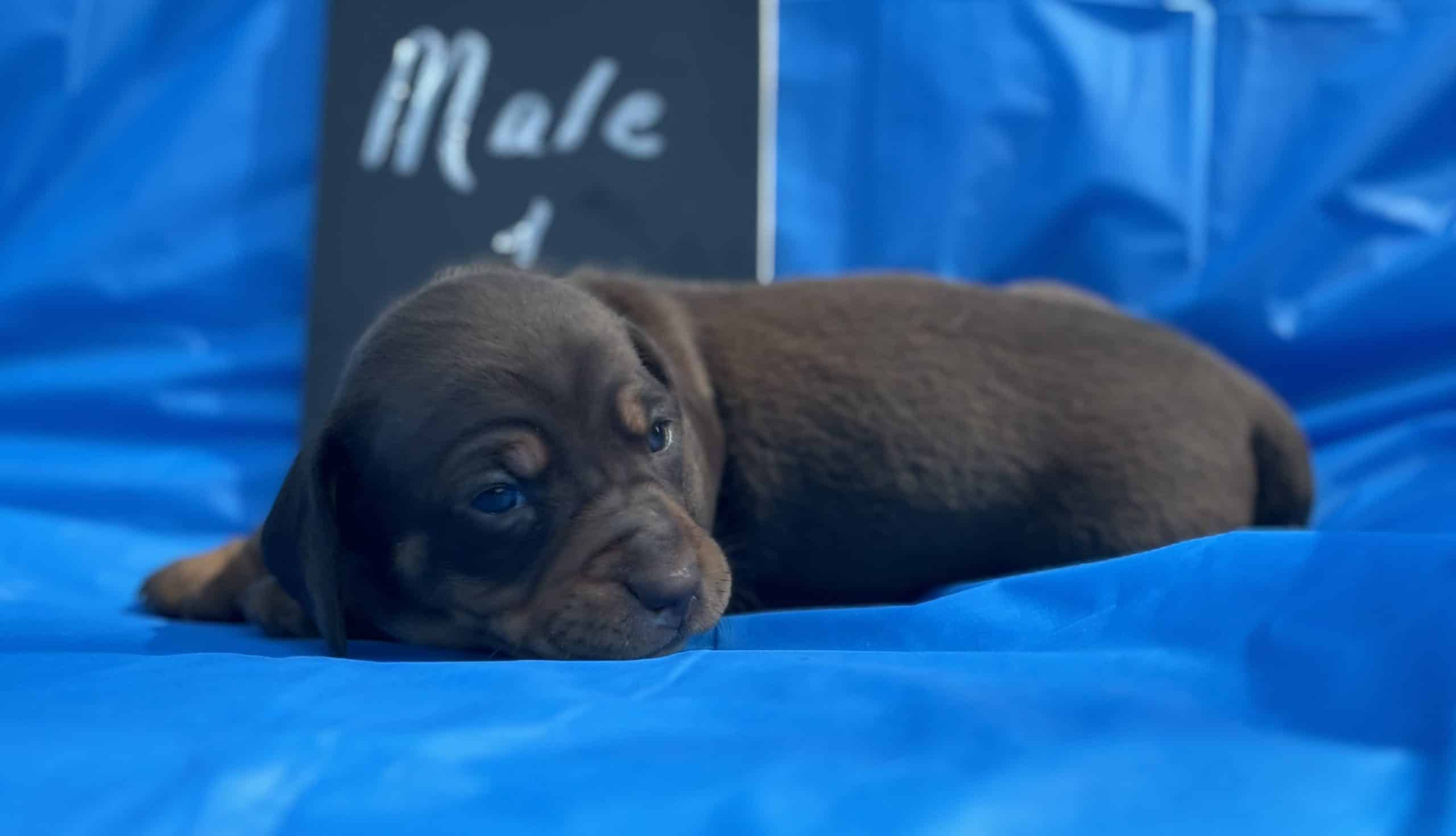 AKC miniature dachshunds