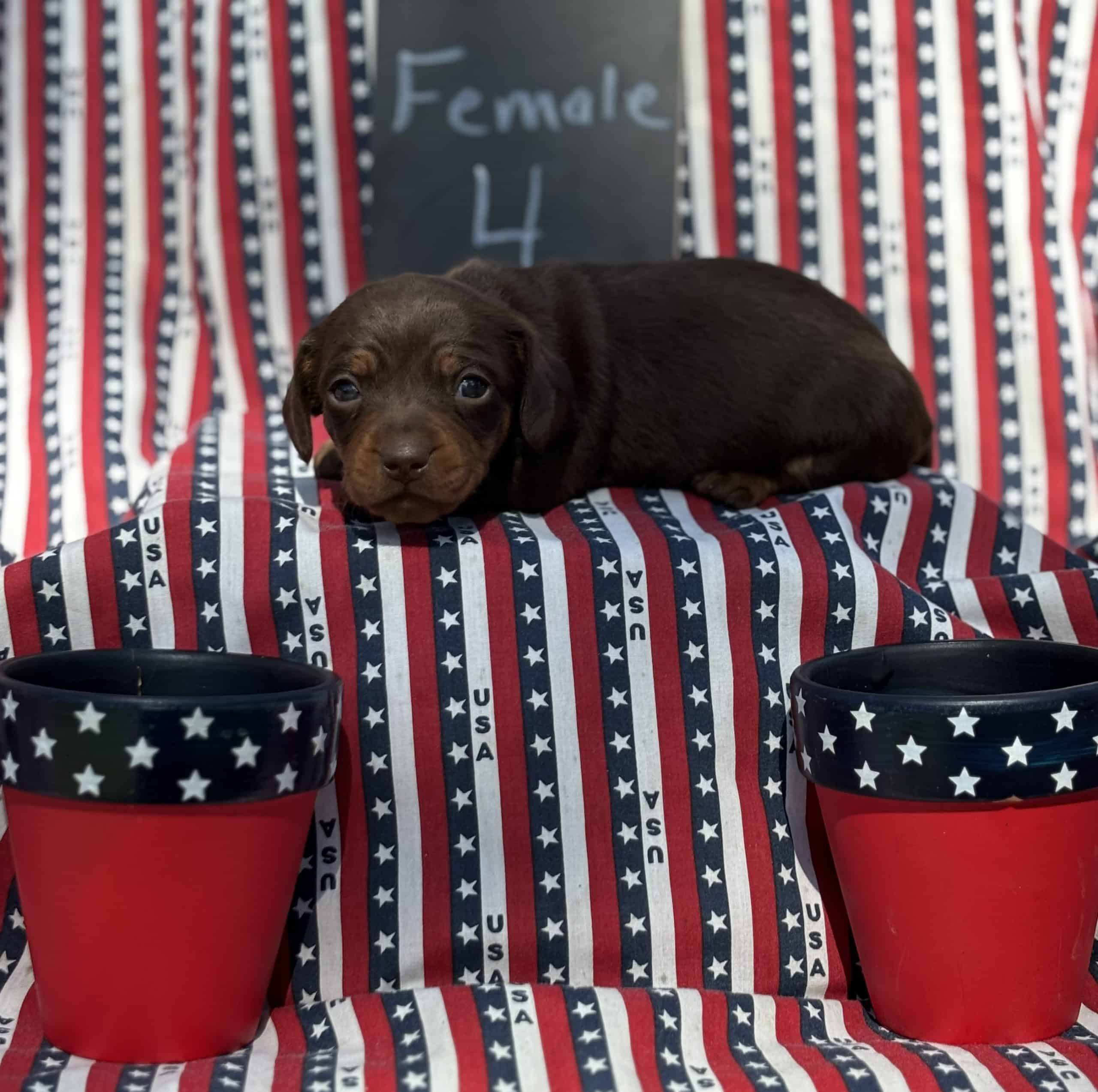 AKC miniature dachshunds