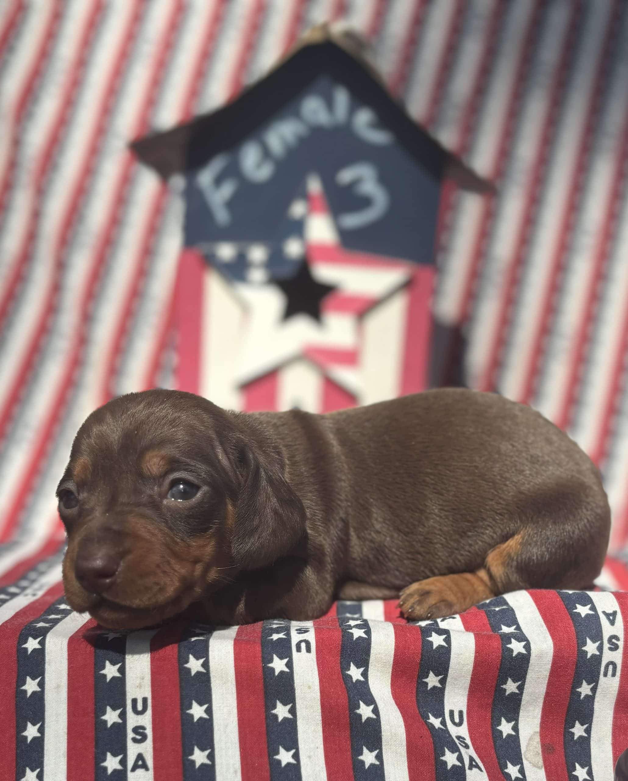 AKC miniature dachshunds