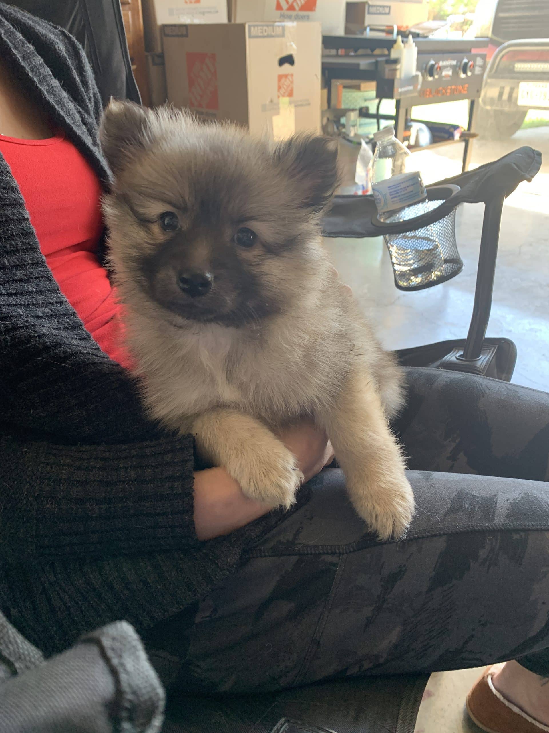 Gorgeous Pomeranian Puppies