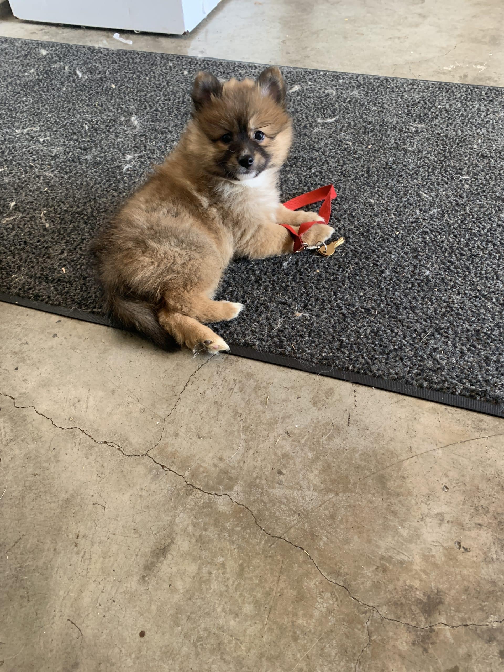 Gorgeous Pomeranian Puppies