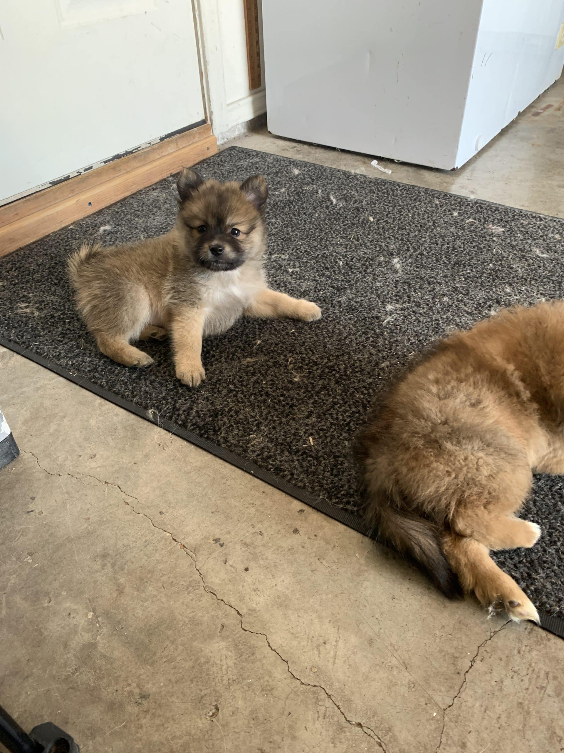 Gorgeous Pomeranian Puppies