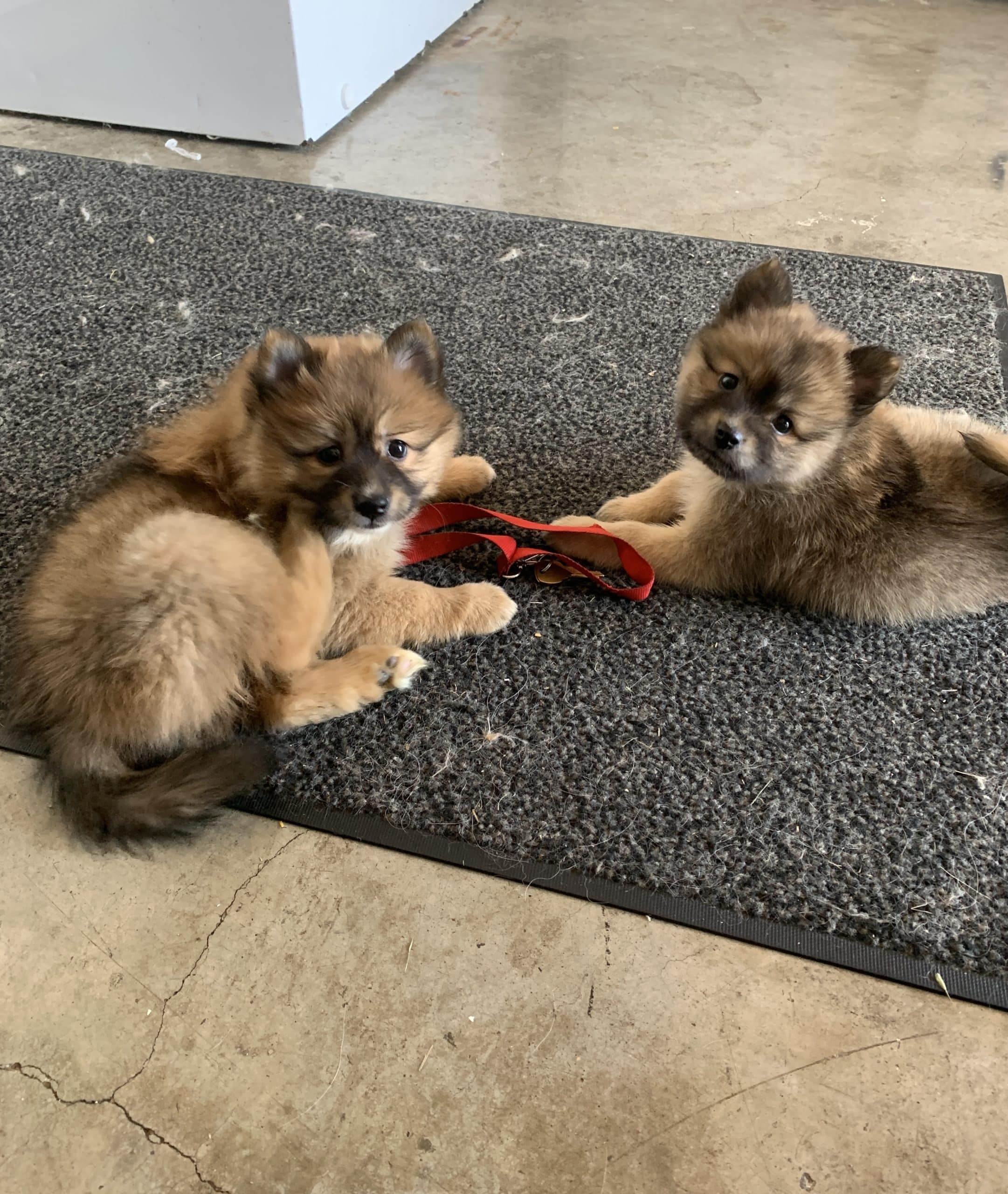 Gorgeous Pomeranian Puppies