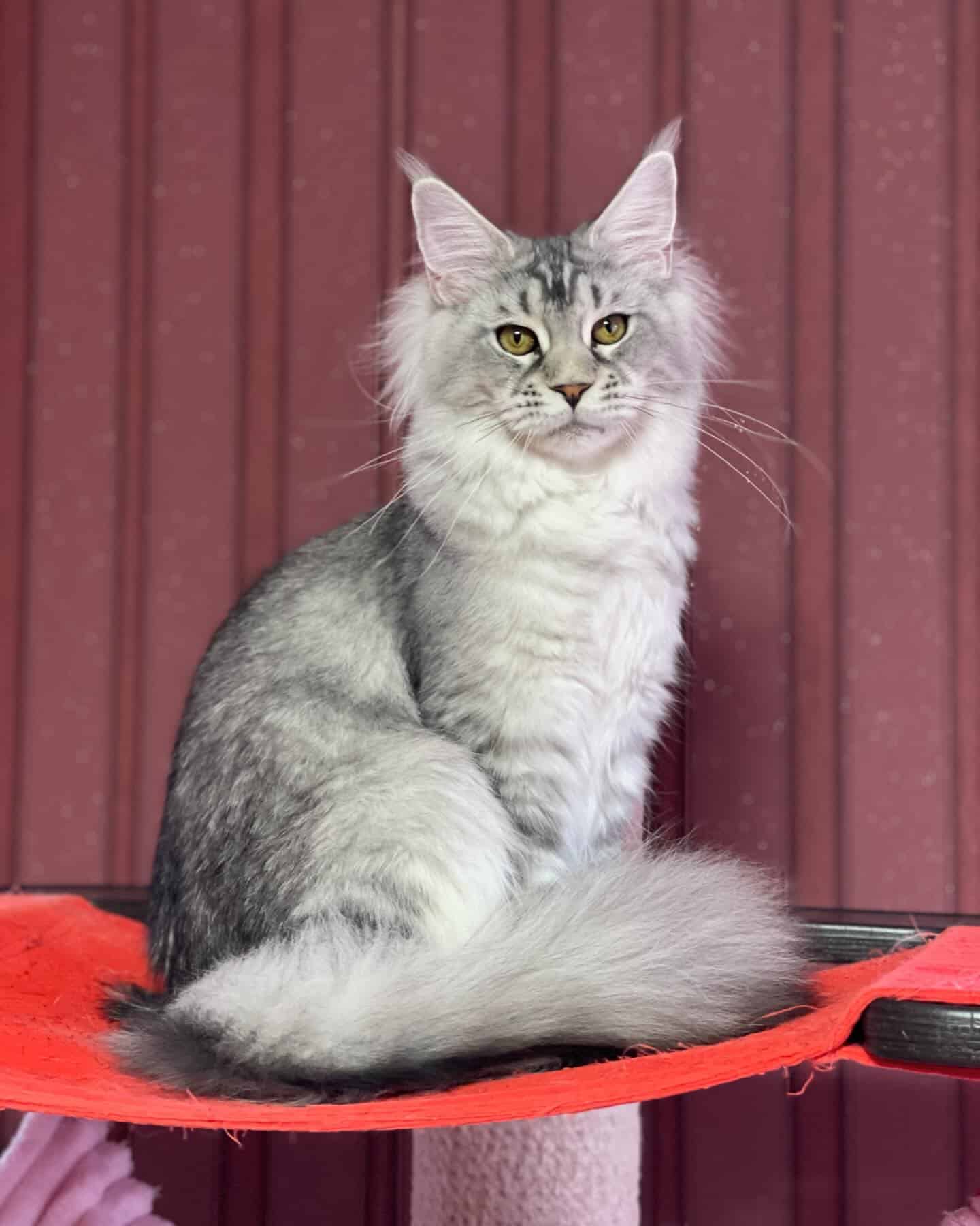 MAINE COON GROWN