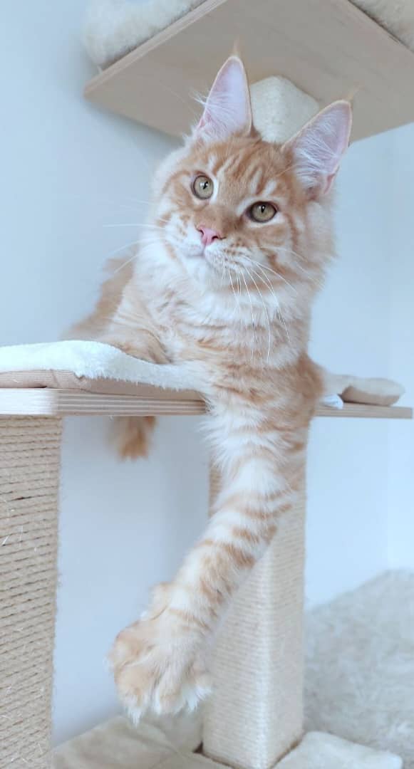 MAINE COON GROWN