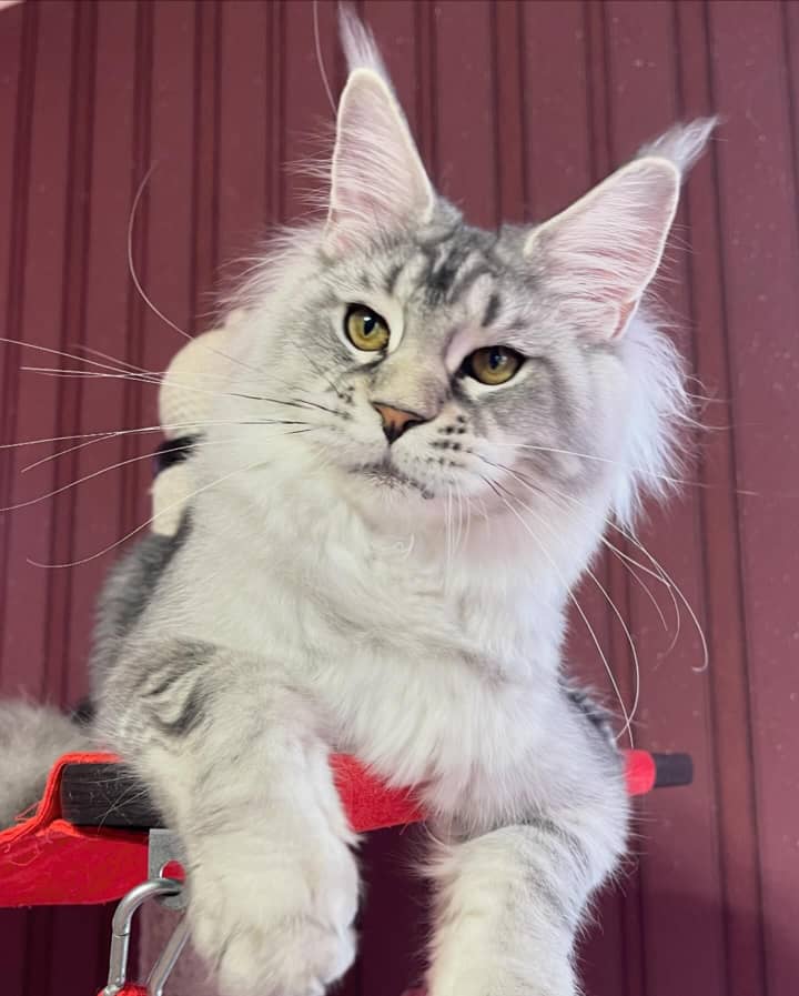 MAINE COON GROWN