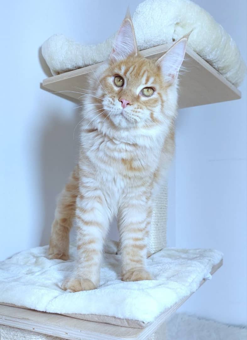 MAINE COON GROWN