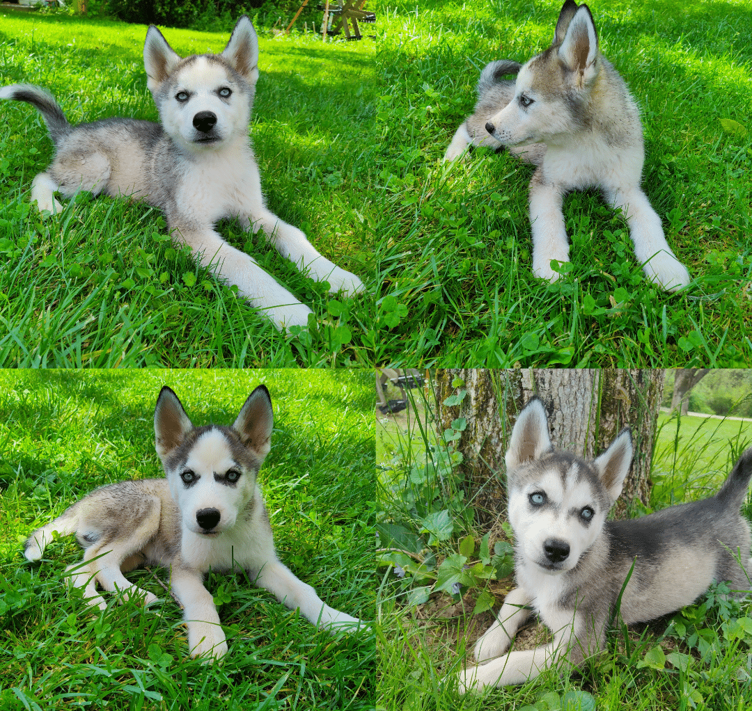 Siberian Husky Puppies