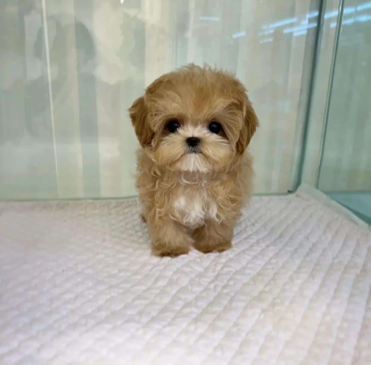 Teacup Maltipoo price for sale