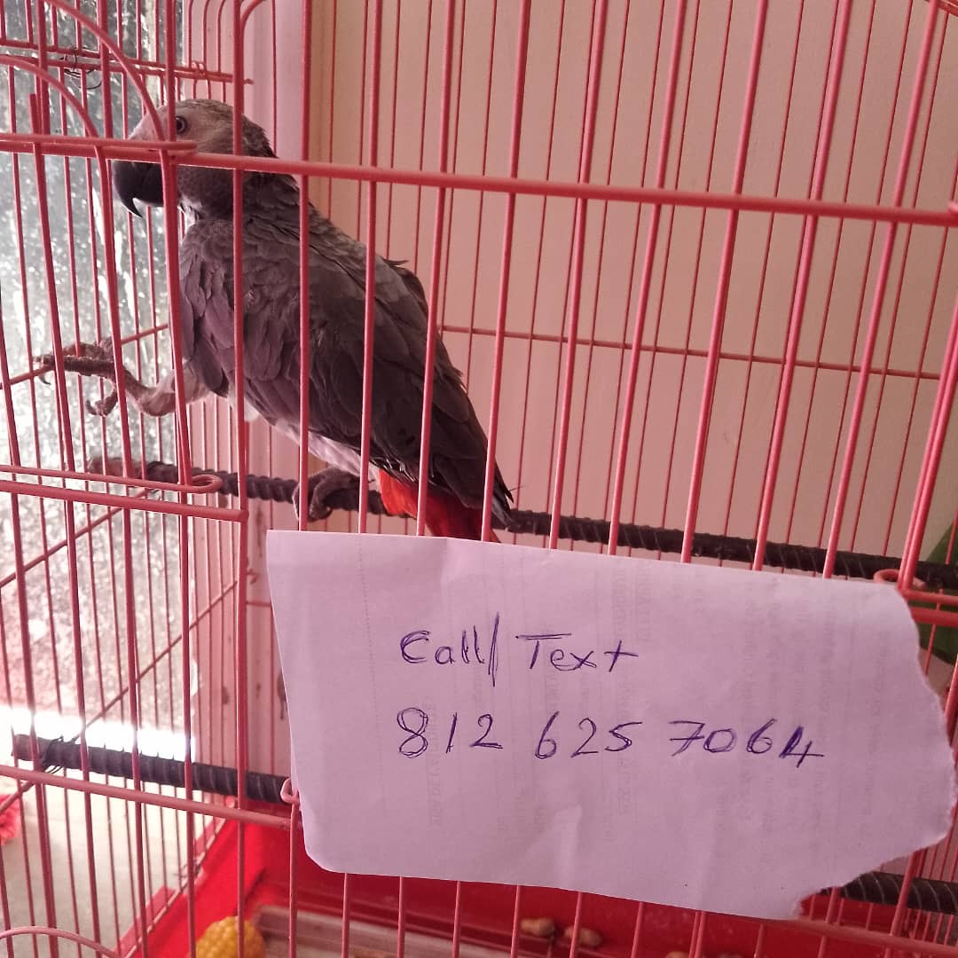 African grey parrots