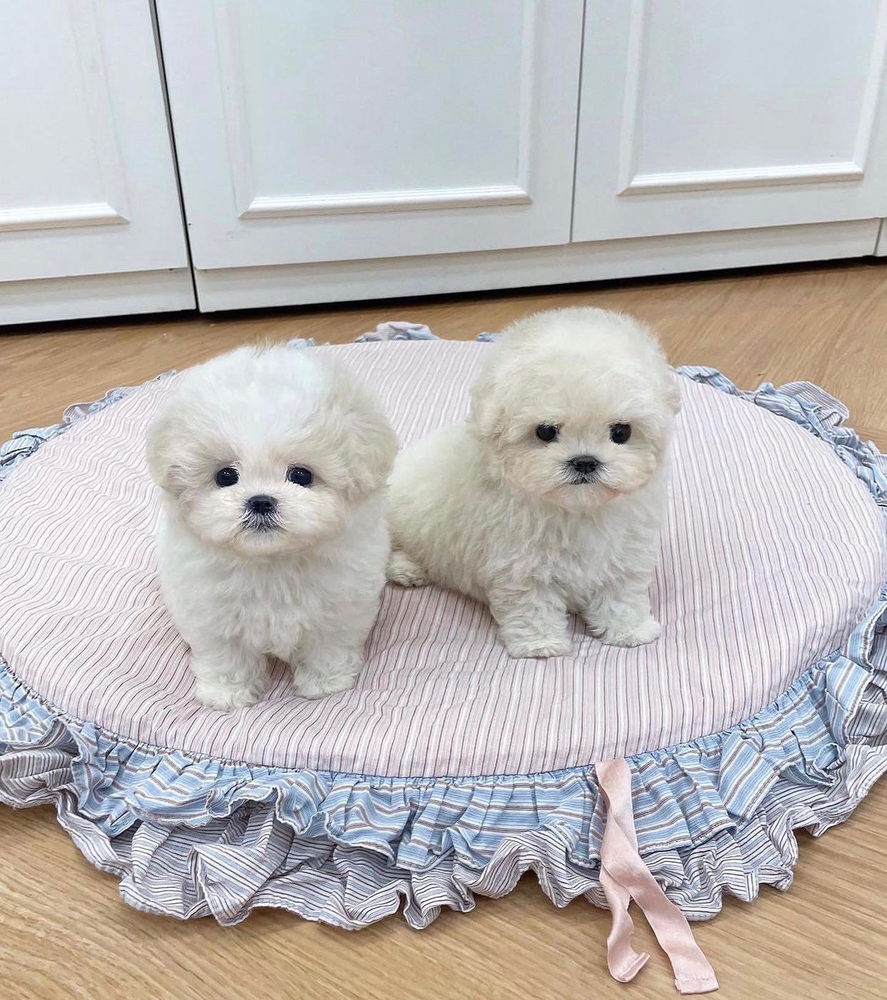 Teacup Maltipoo price for sale