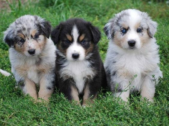 Australian Shepherd puppies