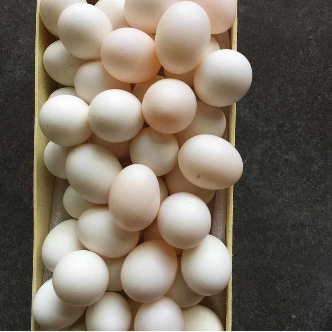 Fertile macaw parrot eggs